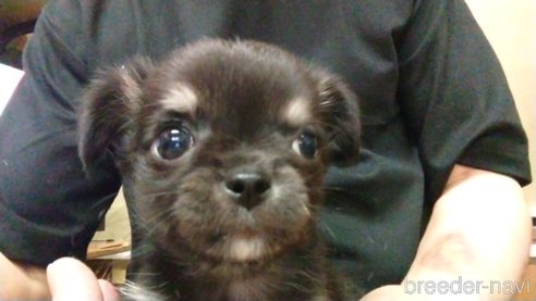 成約済の愛知県のチワワ(ロングコート)-320982の2枚目