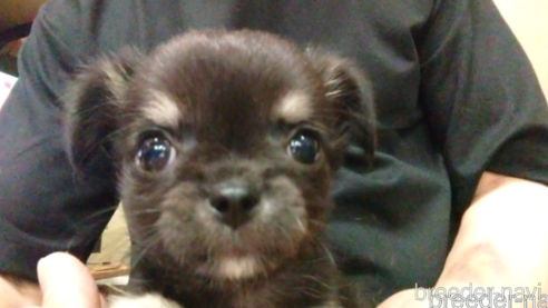 成約済の愛知県のチワワ(ロングコート)-320982