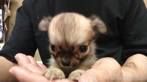 成約済の愛知県のチワワ(ロングコート)-320983の14枚目