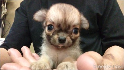 成約済の愛知県のチワワ(ロングコート)-320983の13枚目