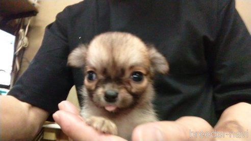 成約済の愛知県のチワワ(ロングコート)-320983の12枚目