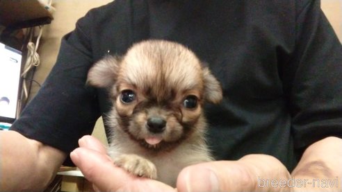 成約済の愛知県のチワワ(ロングコート)-320983の11枚目