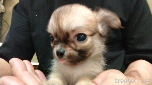 成約済の愛知県のチワワ(ロングコート)-320983の10枚目