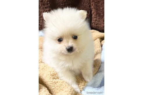 成約済の福岡県のポメラニアン-327337の6枚目