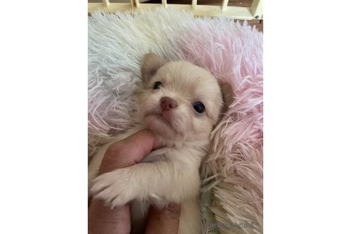 成約済の滋賀県のチワワ(ロングコート)-327347の2枚目