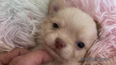 成約済の滋賀県のチワワ(ロングコート)-327347の1枚目