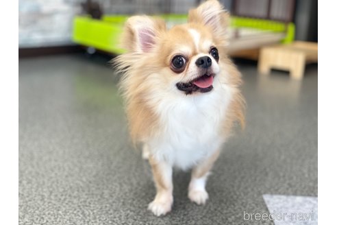 ポムくん1枚目