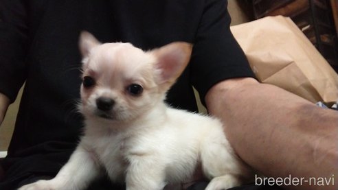 成約済の愛知県のチワワ(ロングコート)-321030の15枚目