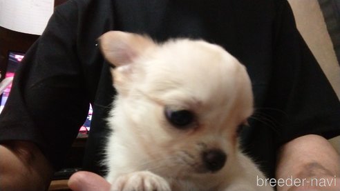 成約済の愛知県のチワワ(ロングコート)-321030の14枚目