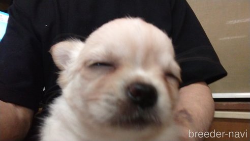 成約済の愛知県のチワワ(ロングコート)-321030の13枚目