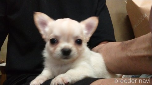 成約済の愛知県のチワワ(ロングコート)-321030の12枚目