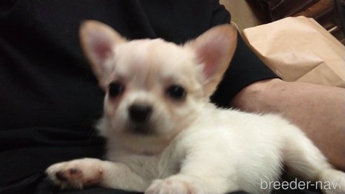 成約済の愛知県のチワワ(ロングコート)-321030の11枚目