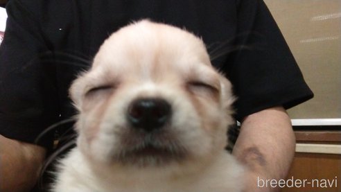 成約済の愛知県のチワワ(ロングコート)-321030の10枚目