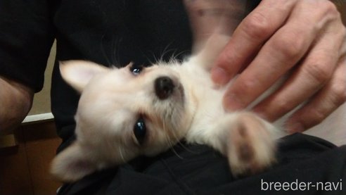 成約済の愛知県のチワワ(ロングコート)-321030の9枚目