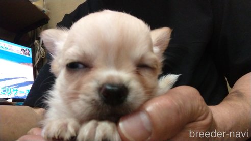 成約済の愛知県のチワワ(ロングコート)-321030の8枚目