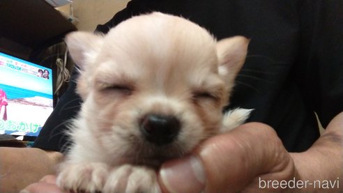 成約済の愛知県のチワワ(ロングコート)-321030の7枚目