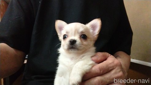 成約済の愛知県のチワワ(ロングコート)-321030の6枚目