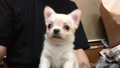 成約済の愛知県のチワワ(ロングコート)-321030の5枚目