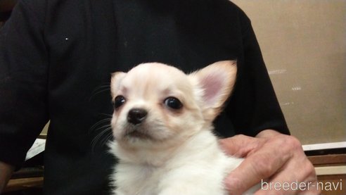 成約済の愛知県のチワワ(ロングコート)-321030の2枚目