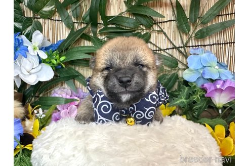 成約済の愛知県の豆柴-323981の4枚目