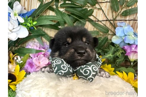 成約済の愛知県の豆柴-324762の13枚目
