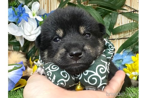 成約済の愛知県の豆柴-324762の10枚目