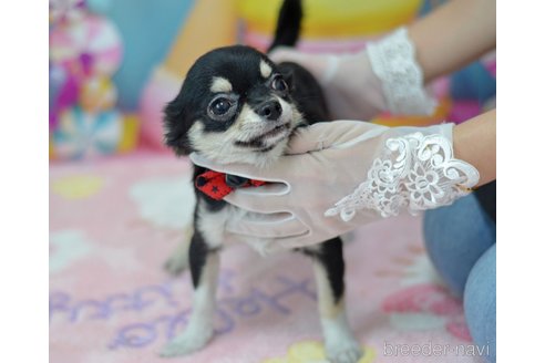 成約済の埼玉県のチワワ(ロングコート)-294374の2枚目