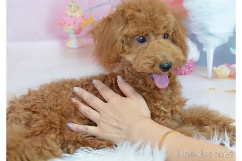 成約済の埼玉県のトイプードル-309753の4枚目