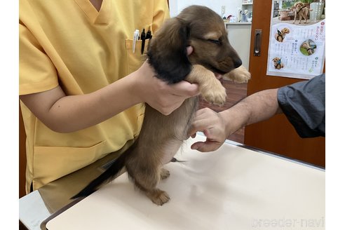 成約済の沖縄県のミニチュアダックスフンド(ロングヘアード)-322812の3枚目