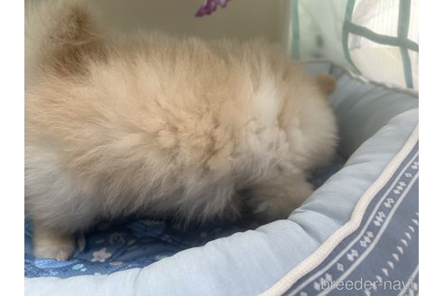 成約済の栃木県のポメラニアン-327397の7枚目