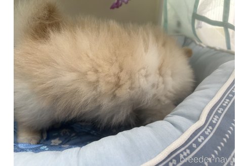 成約済の栃木県のポメラニアン-327397の6枚目