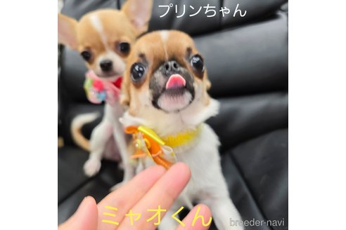 成約済の東京都のチワワ(スムースコート)-326919の14枚目