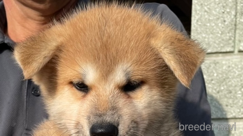 成約済の山梨県の秋田犬-327403の1枚目