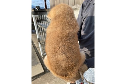 成約済の山梨県の秋田犬-327403の3枚目