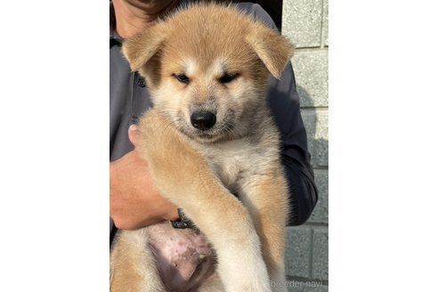成約済の山梨県の秋田犬-327403の2枚目