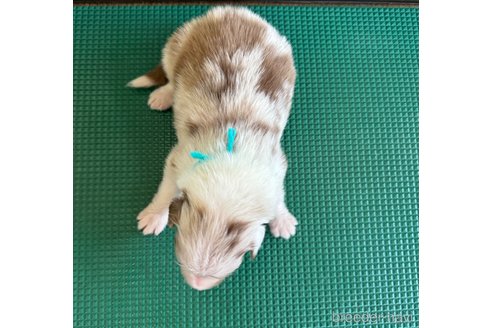 成約済の山梨県のオーストラリアンシェパード-327422の2枚目