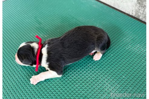 成約済の山梨県のオーストラリアンシェパード-327427の3枚目