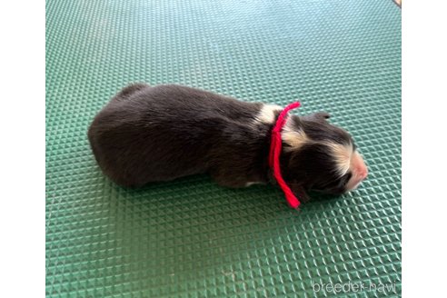 成約済の山梨県のオーストラリアンシェパード-327427の5枚目