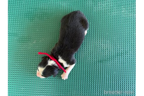 成約済の山梨県のオーストラリアンシェパード-327427の6枚目