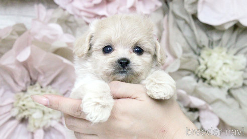 子犬