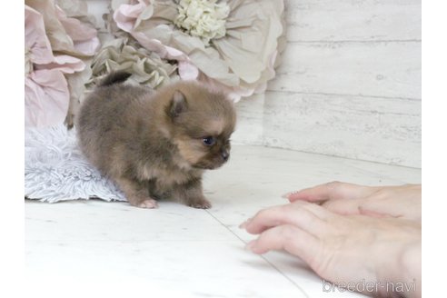成約済の大阪府のポメラニアン-324735の12枚目