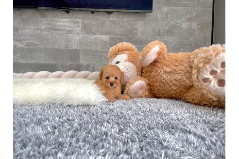 成約済の滋賀県のタイニープードル-327453の5枚目