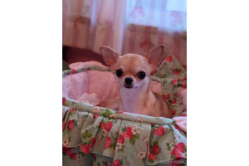 クッキーちゃん1枚目