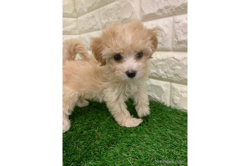 成約済の岡山県のマルプー:マルチーズ×トイプードル-327462の4枚目