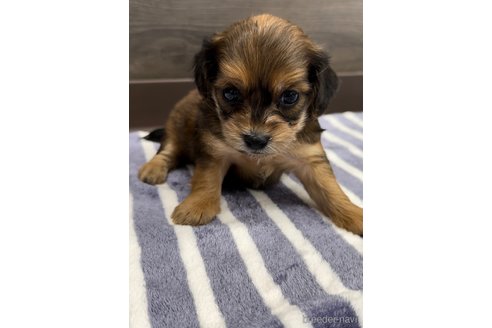 成約済の福岡県のミックス犬-327477の3枚目