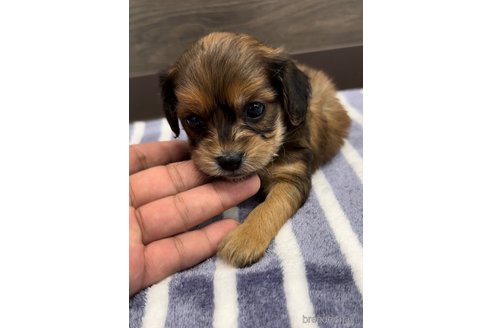 成約済の福岡県のミックス犬-327477の4枚目