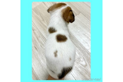 成約済の京都府のジャックラッセルテリア-327480の7枚目