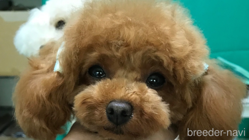 瑠美ちゃん1枚目