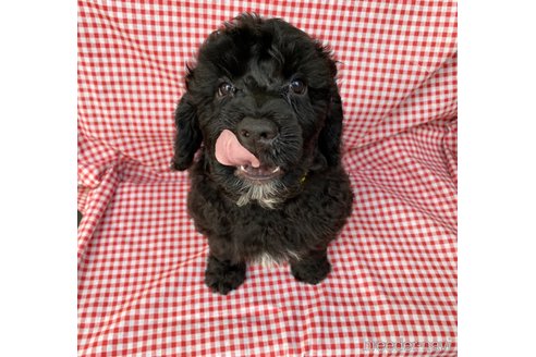 成約済の東京都のその他の犬種-327485の6枚目