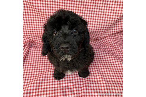 成約済の東京都のその他の犬種-327485の8枚目